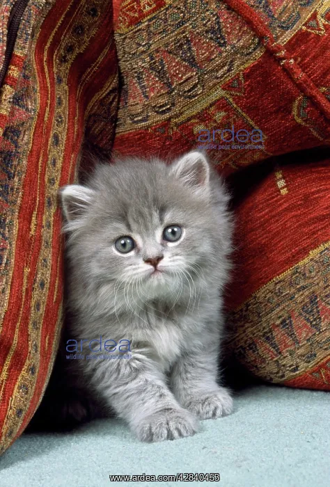: CAT - Kitten on cushions : CAT - Kitten on cushions