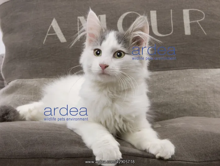  : Cat - kitten on cushions