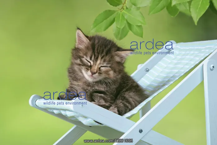 : Cat - Kitten in deckchair : Cat - Kitten in deckchair
