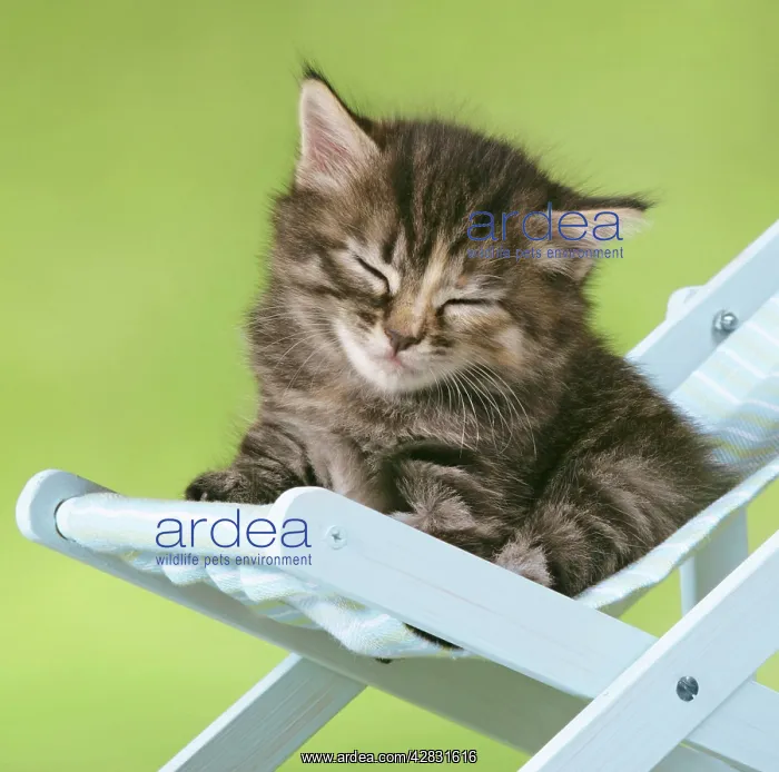 : Cat - Kitten in deckchair : Cat - Kitten in deckchair