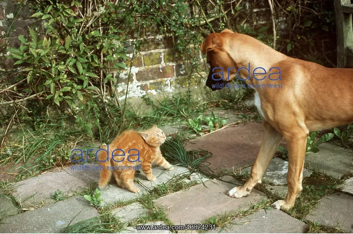 : CAT - kitten in defence pose with dog : CAT - kitten in defence pose with dog