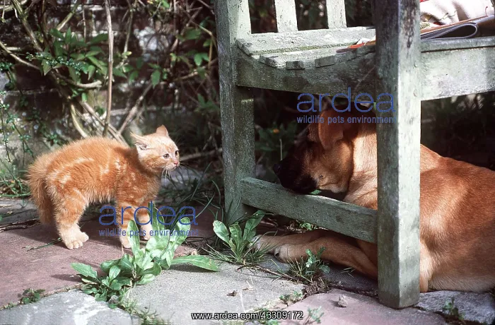 : CAT - kitten in defence posture by dog : CAT - kitten in defence posture by dog