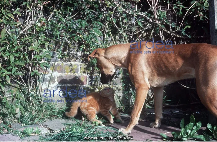 : CAT / kitten - in defensive pose being chased by dog : CAT / kitten - in defensive pose being chased by dog
