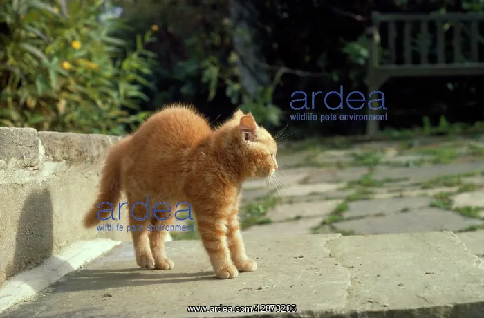  : Cat - kitten in defensive pose facing dog