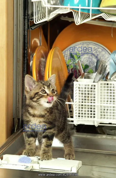 : Cat - Kitten in dishwasher : Cat - Kitten in dishwasher