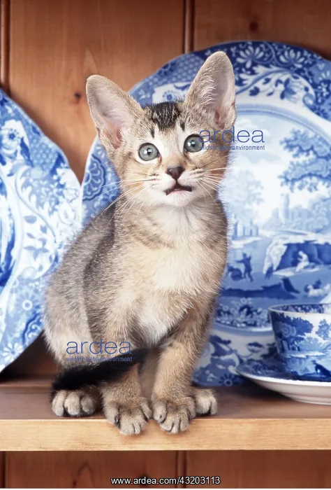 : CAT - Kitten on dresser : CAT - Kitten on dresser