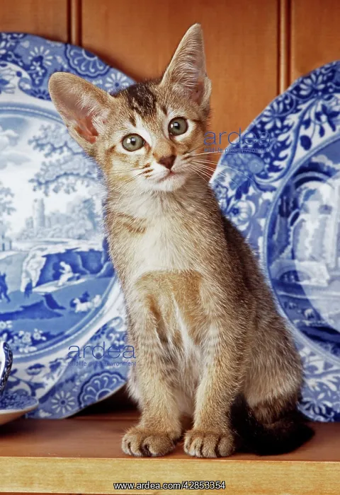  : CAT - Kitten on dresser with blue plates