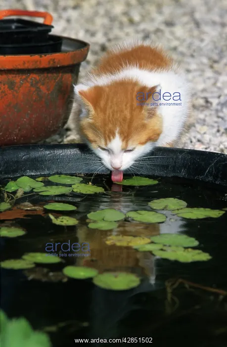 : CAT- Kitten drinking in garden from artificial pool : CAT- Kitten drinking in garden from artificial pool