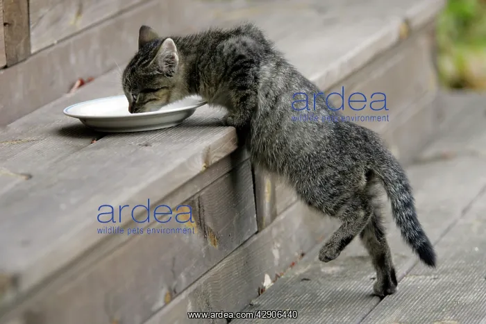 : CAT, Kitten - drinking milk from saucer on doorstep : CAT, Kitten - drinking milk from saucer on doorstep