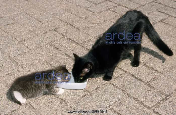 : Cat - & kitten drinking water : Cat - & kitten drinking water