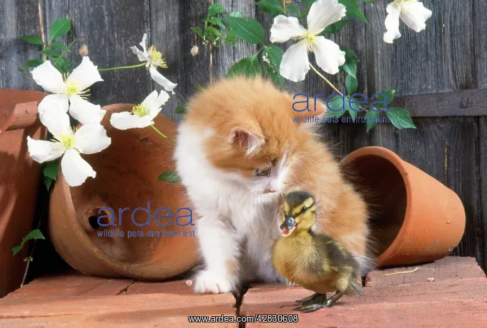  : CAT - KITTEN WITH DUCKLING