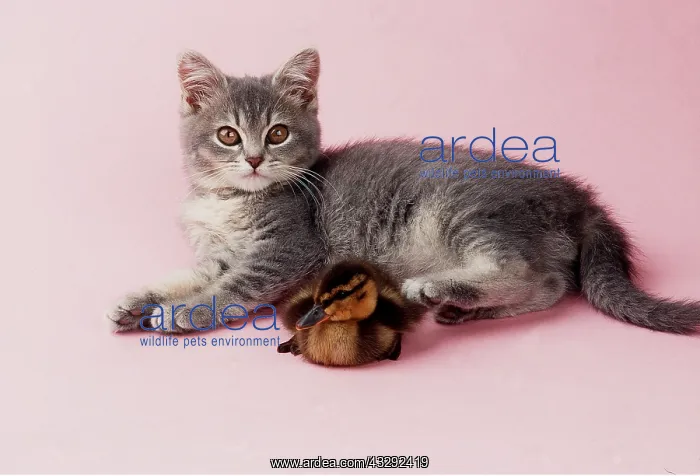 : CAT - KITTEN AND DUCKLING : CAT - KITTEN AND DUCKLING