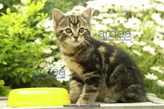  : Cat - Kitten, eating in garden