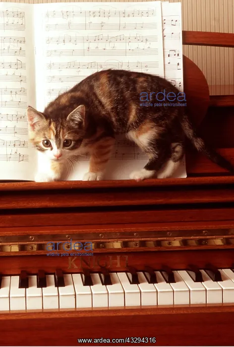 : CAT - kitten exploring piano : CAT - kitten exploring piano