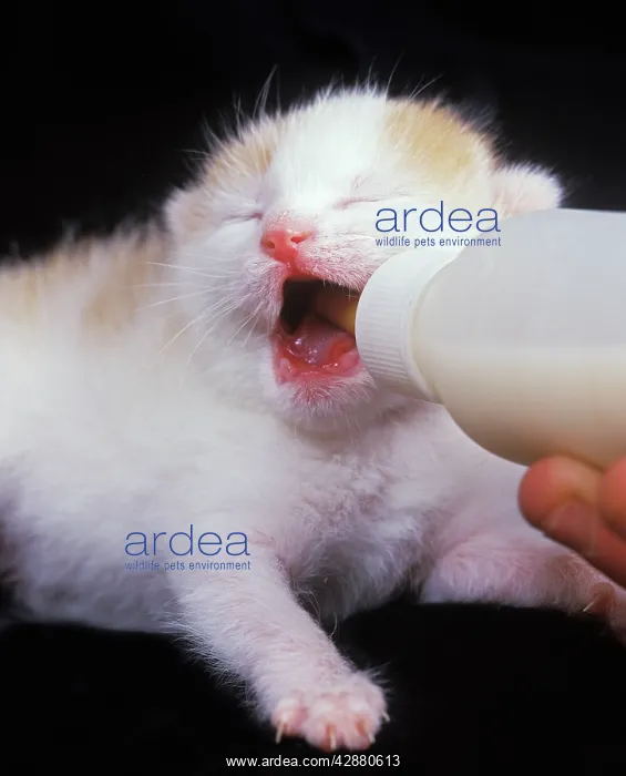  : Cat - kitten feeding from bottle