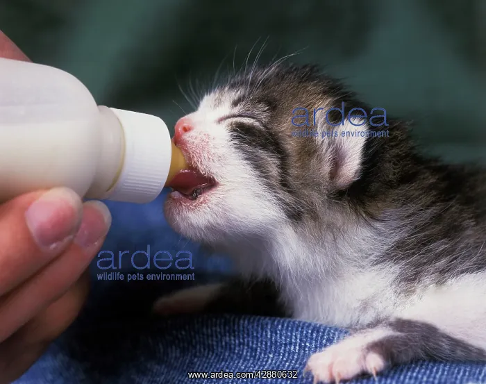  : Cat - kitten feeding from bottle