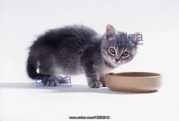  : CAT - kitten with feeding bowl