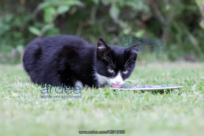  : Cat - kitten feeding from plate in garden