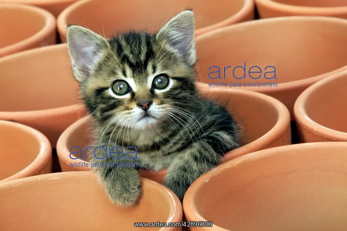  : CAT - Kitten in flower pot