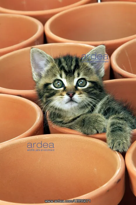  : CAT - Kitten in flower pot