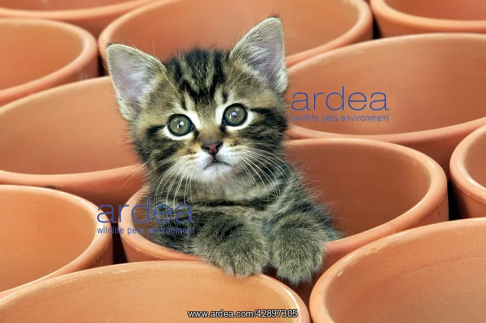  : CAT - Kitten in flower pot