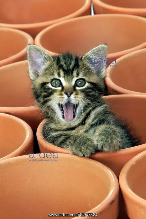 : CAT - Kitten in flower pot : CAT - Kitten in flower pot