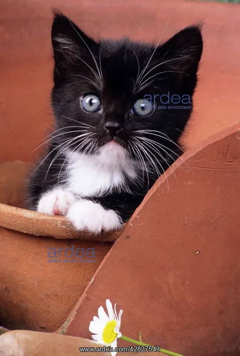  : CAT - KITTEN IN FLOWERPOT