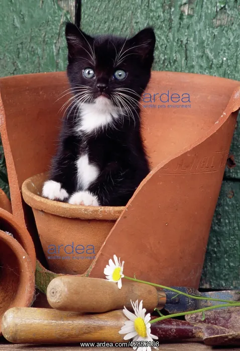 : Cat - kitten in flowerpot : Cat - kitten in flowerpot