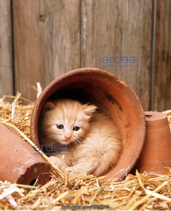 : CAT- kitten in flowerpot : CAT- kitten in flowerpot