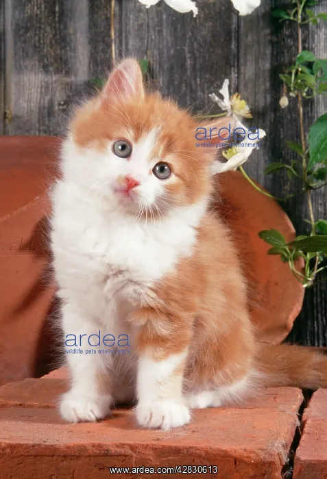  : CAT - Kitten with flowerpots
