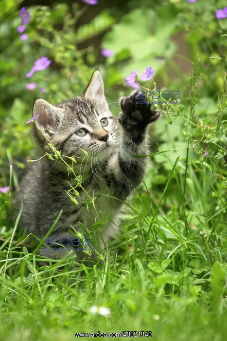  : Cat kitten in flowers