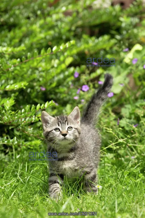  : Cat kitten in flowers