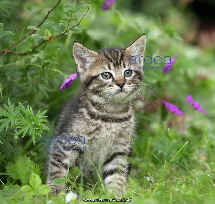  : Cat kitten in flowers
