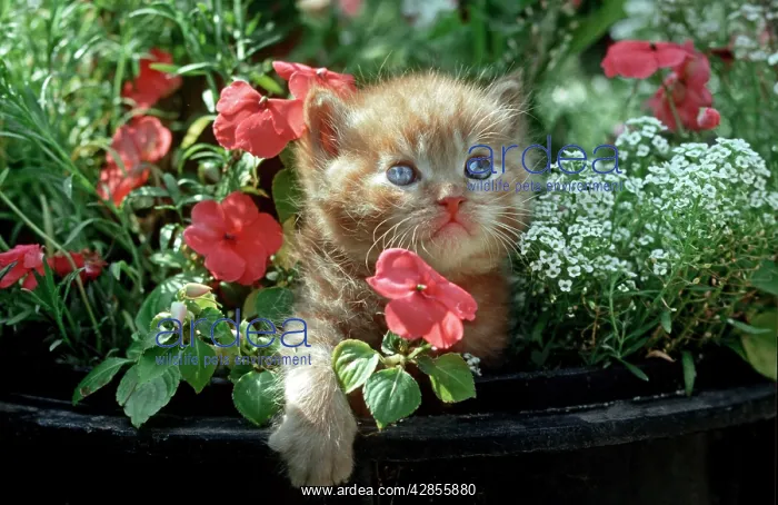  : Cat - Kitten in flowers in garden