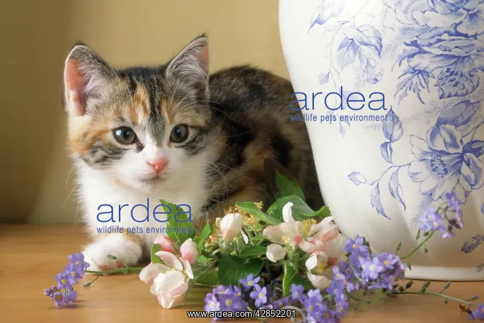 : Cat - kitten with flowers & jug : Cat - kitten with flowers & jug