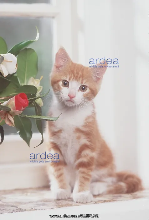 : CAT - Kitten with flowers, sitting by window : CAT - Kitten with flowers, sitting by window