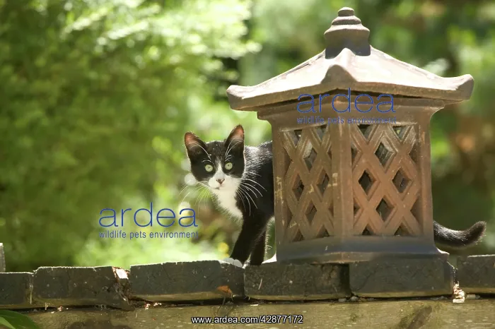 : Cat - Kitten in garden