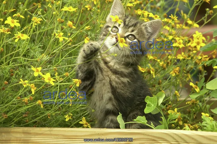 : Cat - Kitten in garden