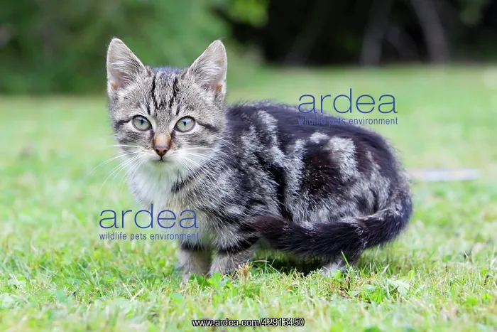 : Cat - kitten in garden : Cat - kitten in garden