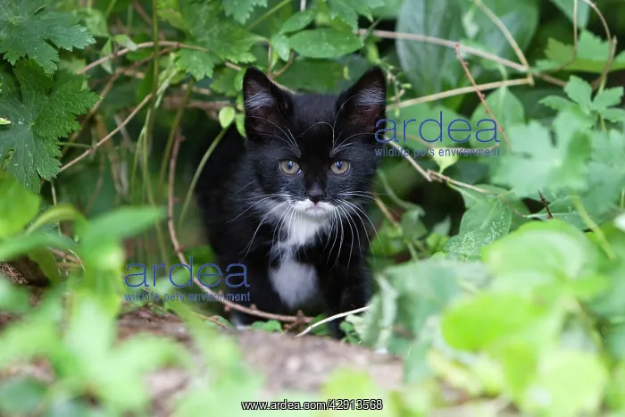 : Cat - Kitten in garden : Cat - Kitten in garden