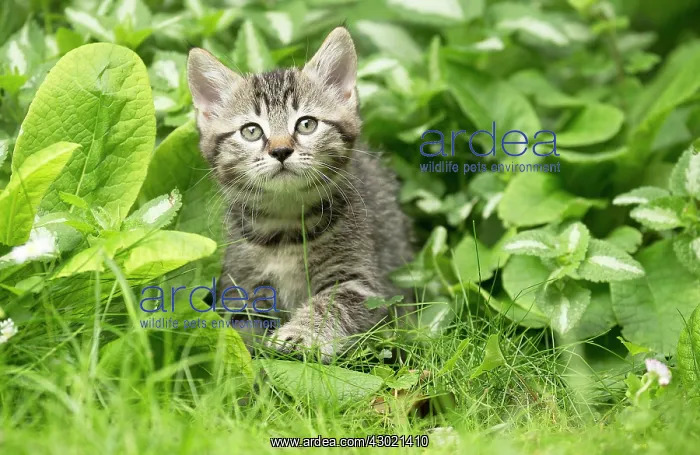  : Cat kitten in garden