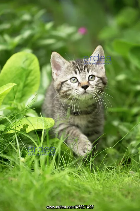  : Cat kitten in garden