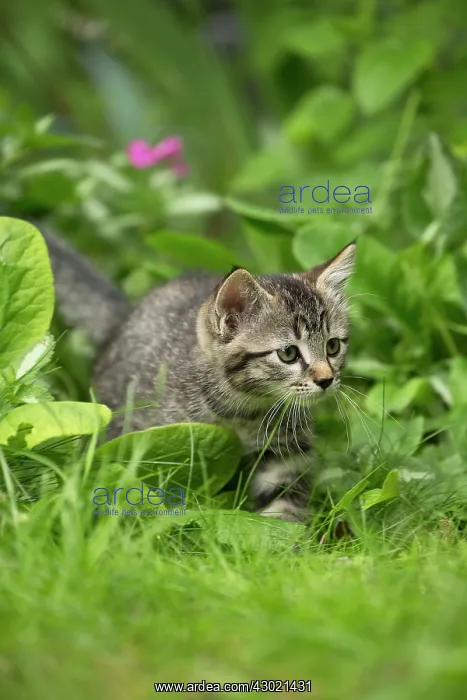  : Cat kitten in garden