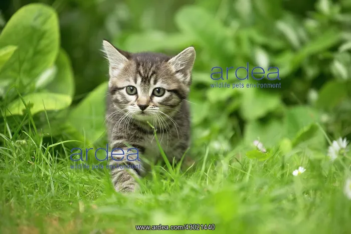  : Cat kitten in garden