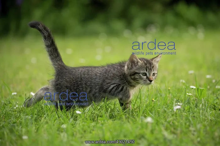  : Cat kitten in garden
