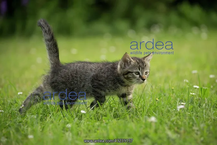  : Cat kitten in garden