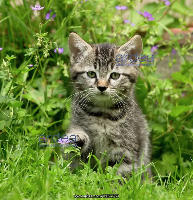  : Cat kitten in garden with flowers