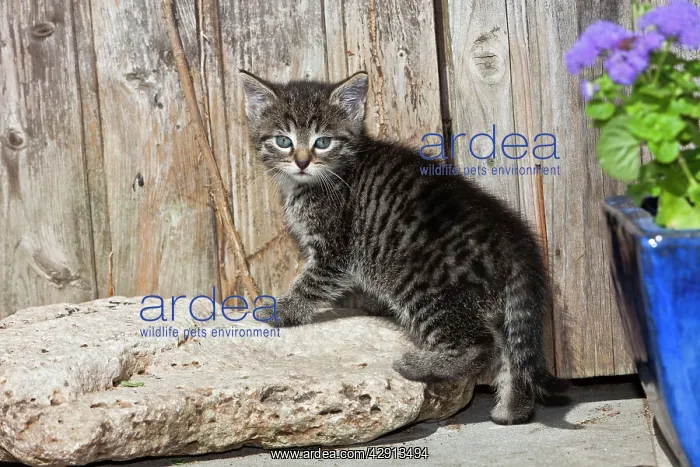 : Cat - kitten in front of garden shed : Cat - kitten in front of garden shed