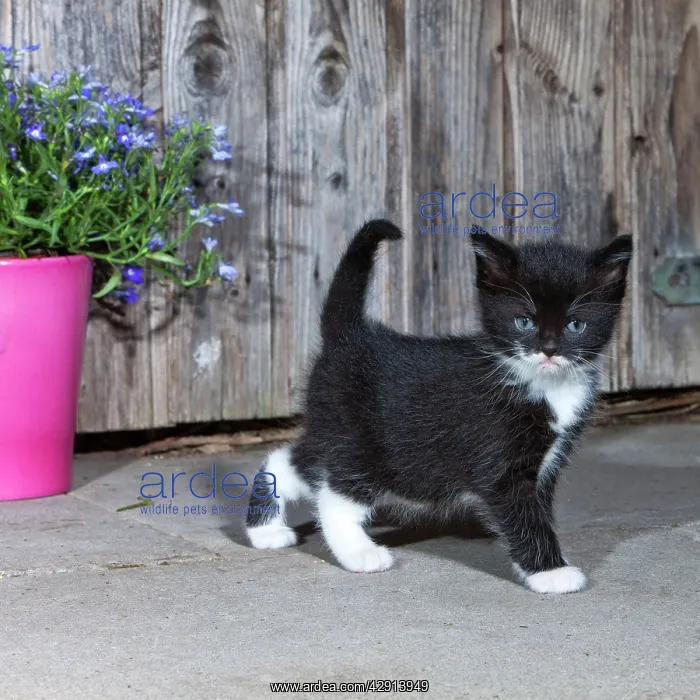 : Cat - kitten in front of garden shed : Cat - kitten in front of garden shed