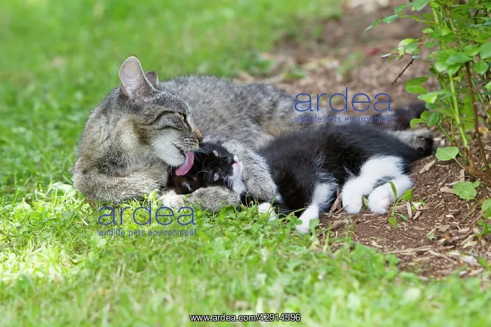 : Cat - kitten getting affection from mother - in garden : Cat - kitten getting affection from mother - in garden